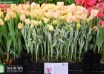 Tulipa Happy Upstar (1)